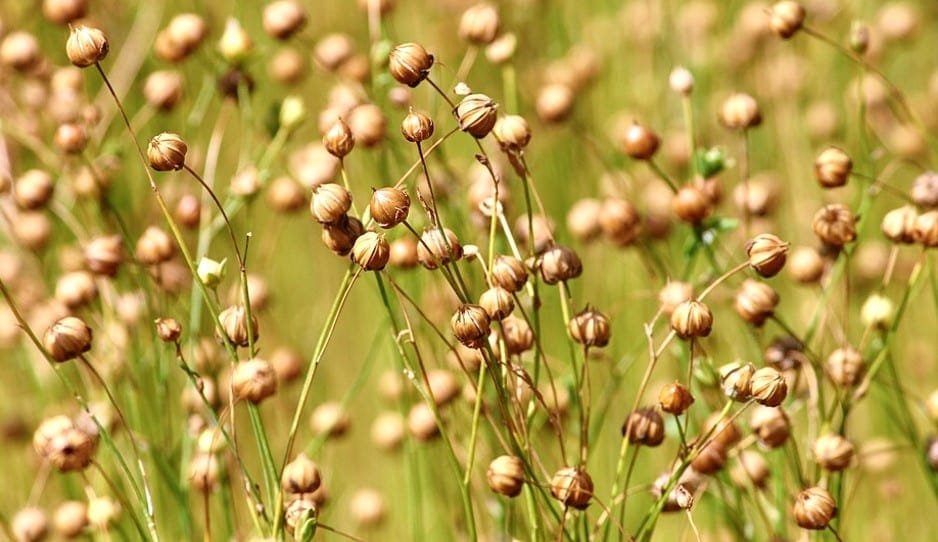 Linseed Oil For Sale